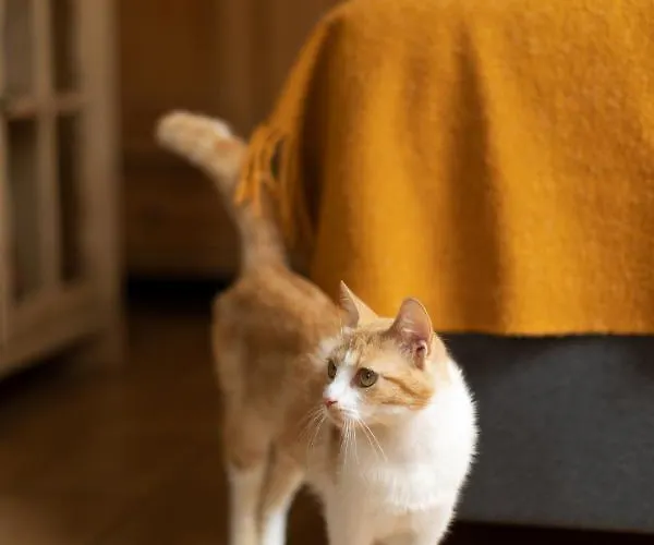 U Harrego I Przy Stawie Z Klimatyzacja, Balia, Sauna, Ogrodem I Parkingiem