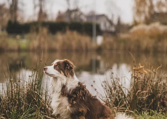 U Harrego I Przy Stawie Z Klimatyzacja, Balia, Sauna, Ogrodem I Parkingiem *
